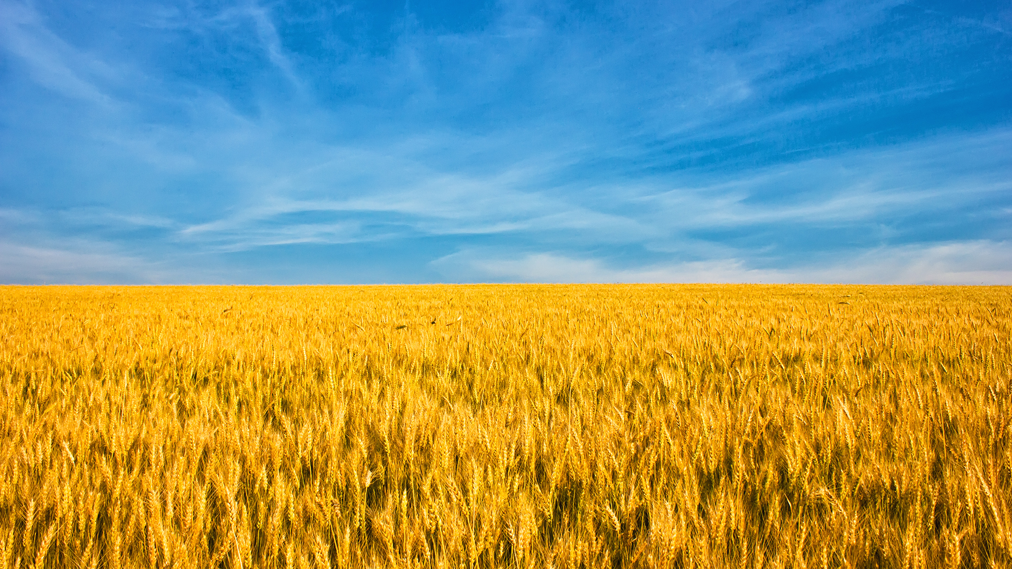 Wheat field with blue sky (16:9)