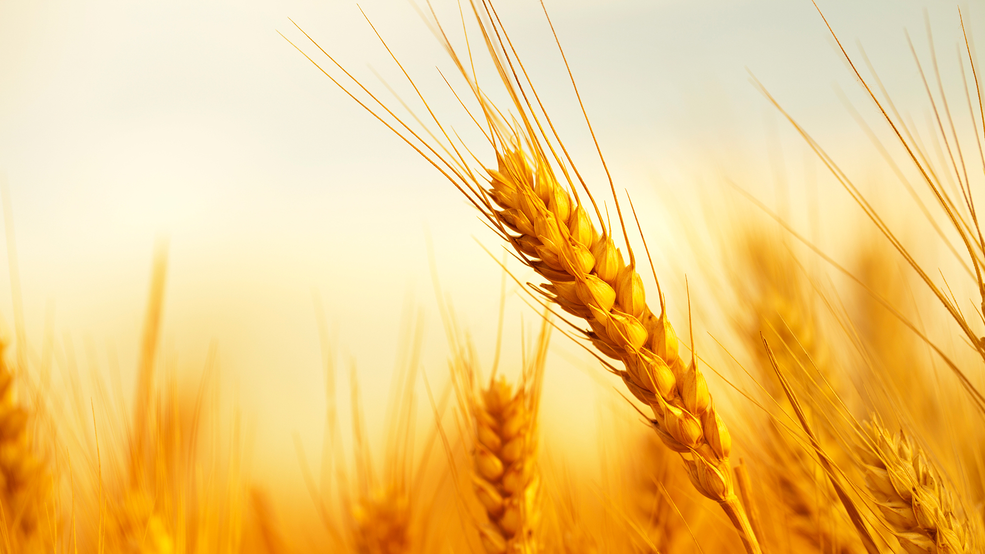 Grain spike (16:9)